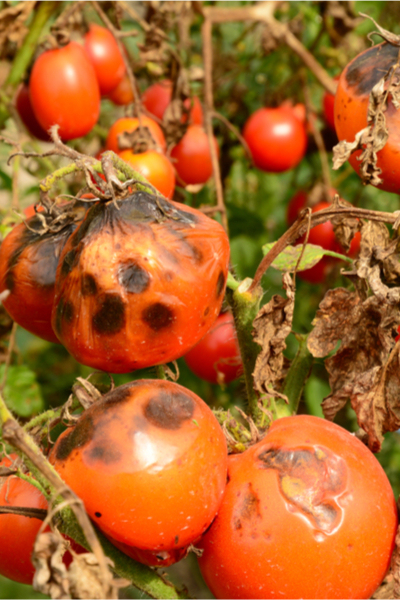 Avoiding Blight Blossom Rot How To Keep Tomato Plants Healthy,How Long To Boil Cabbage