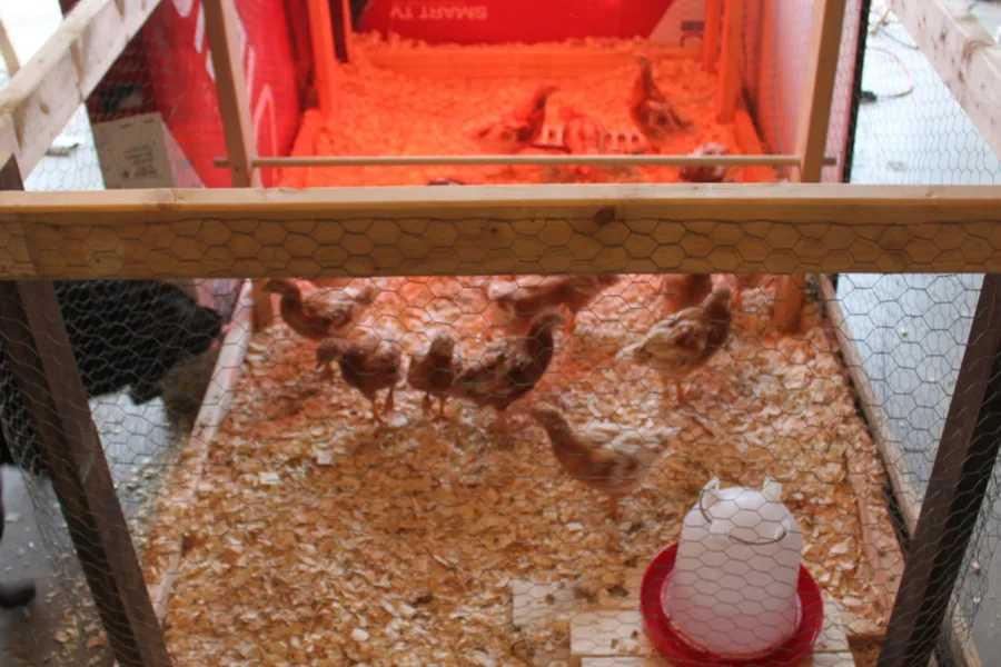 raising chickens in a homemade brooder