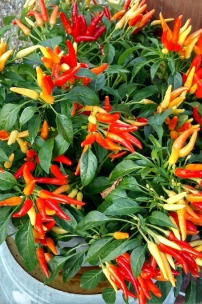 growing ornamental peppers in containers