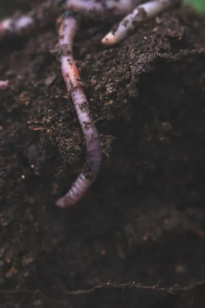 worms chewing through the soil