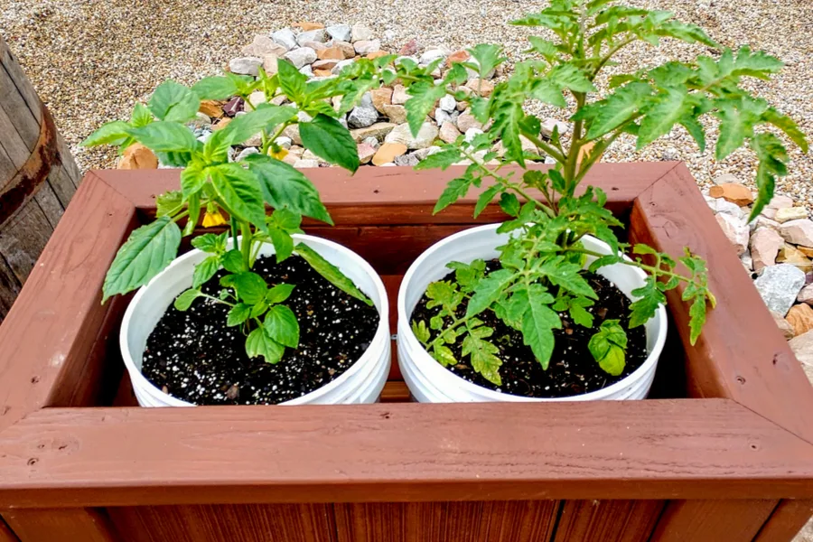 bucket planter tomatoes
