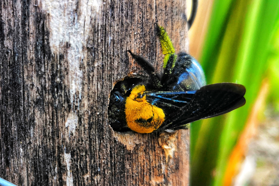 stopping carpenter bees