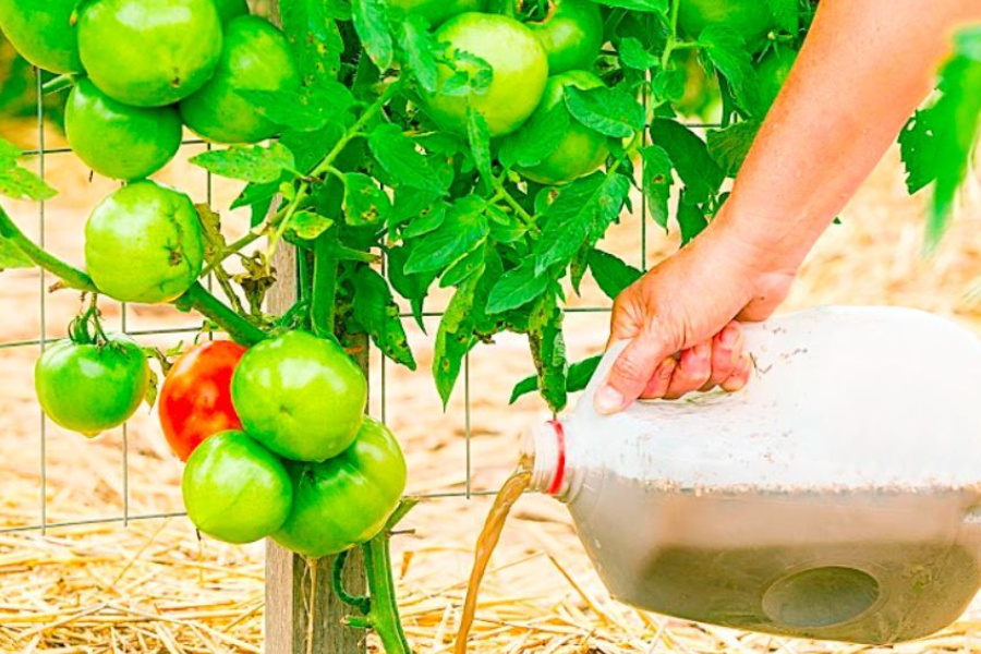 How To Grow Tomato Plants From Seed - The 7 Simple Secrets To Success!