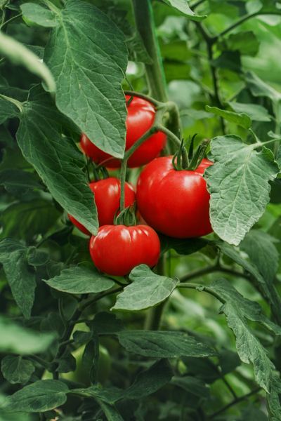 Planting Tomatoes - 6 Secrets To Get Your Tomatoes Off To A Great Start!