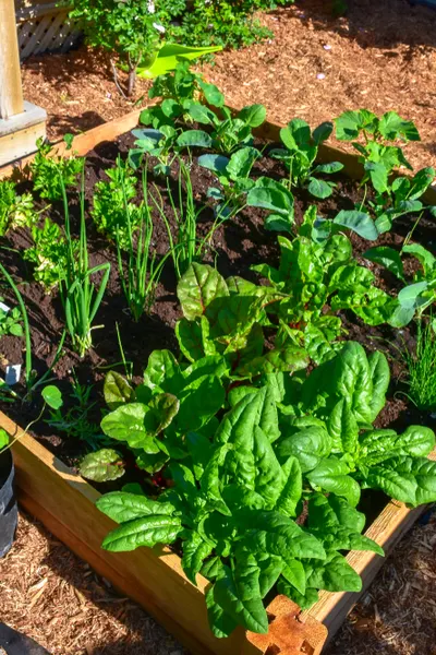 growing food in containers
