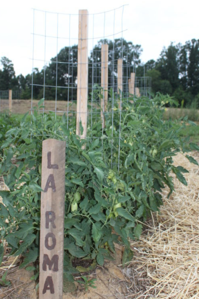 stake tomato plants