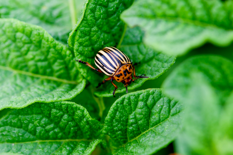 3 Secrets To Stop Garden Pests Naturally - How To Keep Plants Bug-Free!