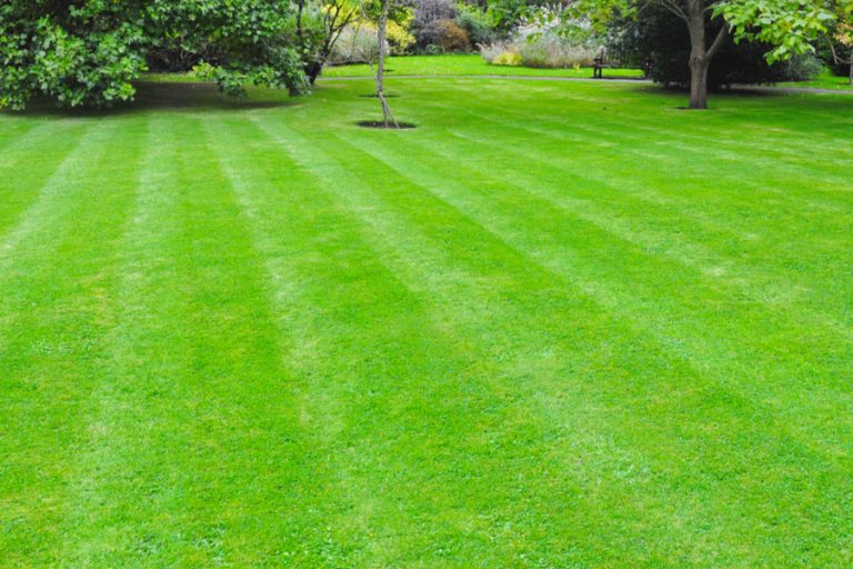 Natural Lawn