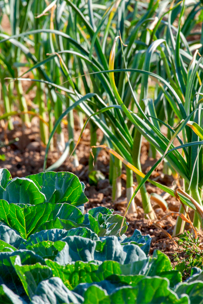 stop garden pests with oinons garlic and cabbage