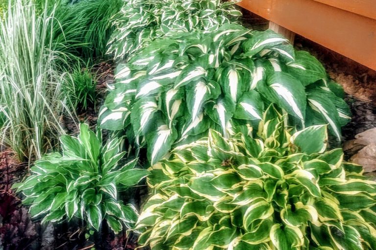 Hostas In The Fall When & How To Cut Back, Divide & Transplant Hostas