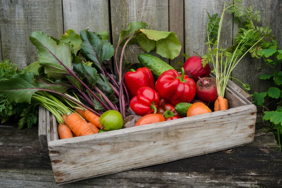 healthy vegetable garden