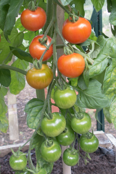 ripening tomato plants