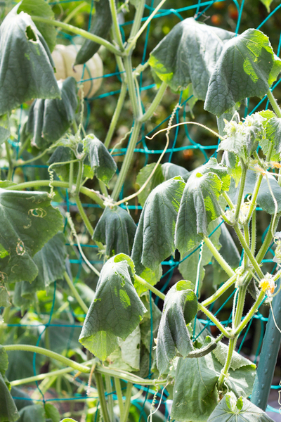 3 Simple Secrets To Get A Huge Harvest From Your Cucumber Plants!