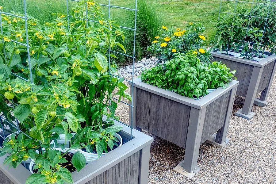 Patio vegetable garden - bucket planter box