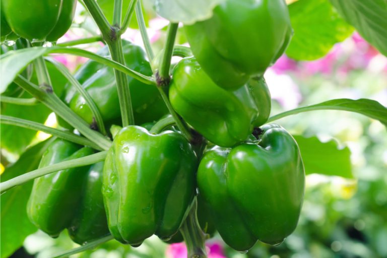 When To Pick Peppers Store Peppers And How To Know If They Are Ripe
