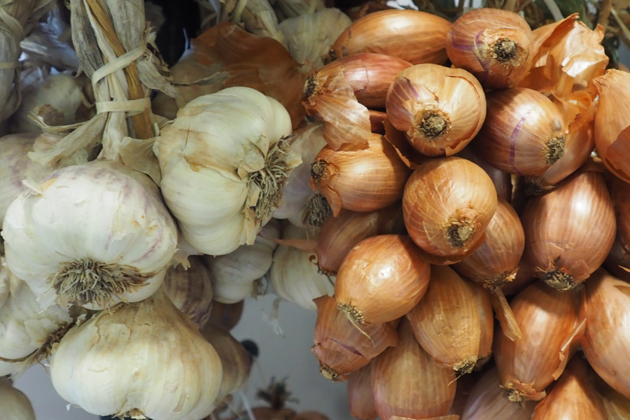 planting onions and garlic