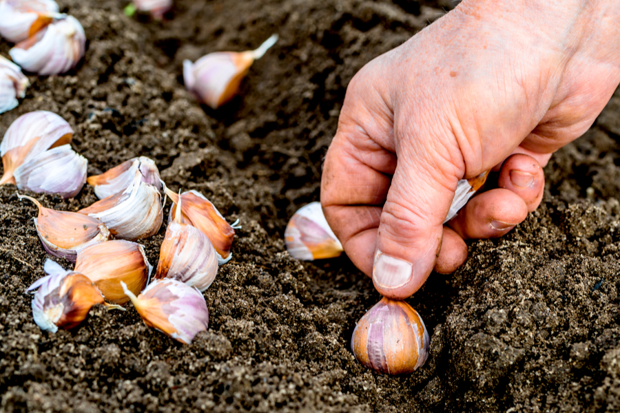 How To Plant Garlic This Fall - The Simple Secrets To Grow Great Garlic!