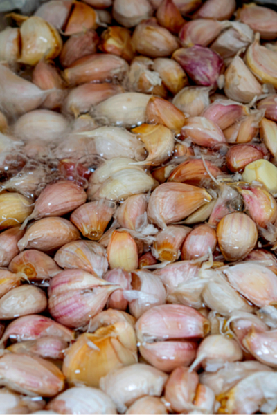 soaking garlic bulbs for fall planting