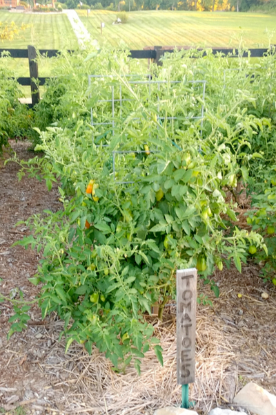 composting tomato plants