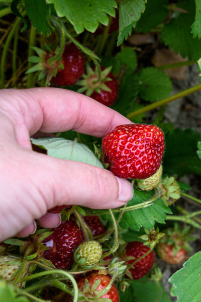 How To Keep Strawberry Plants Over Winter Uk Plants BW