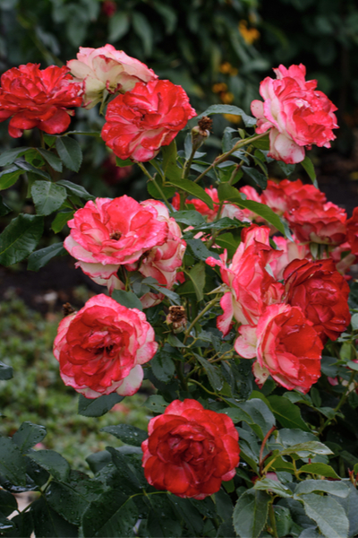 Fall Rose Care - How To Prepare Rose Bushes For Winter