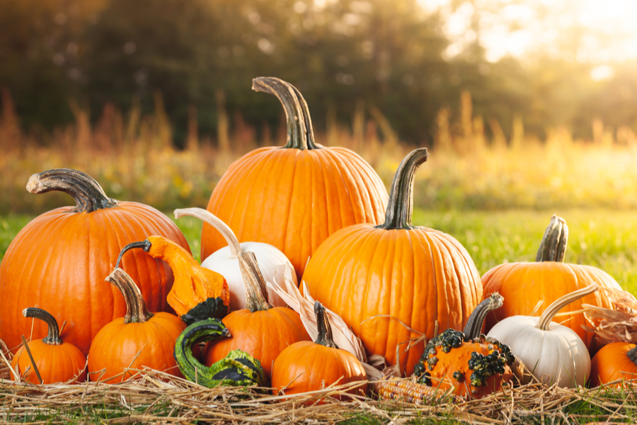 How To Make Pumpkins Last All Fall Preserving Whole Carved Pumpkin