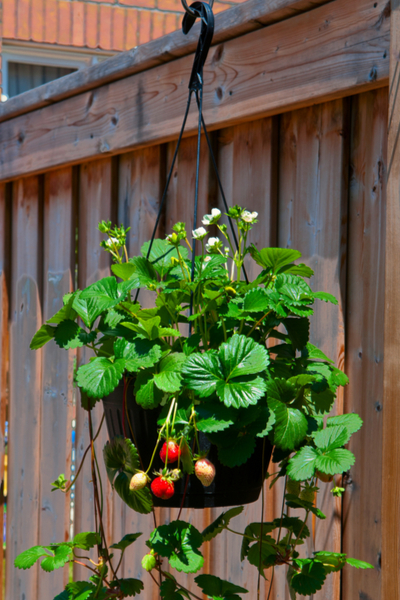 potted strawberry plants