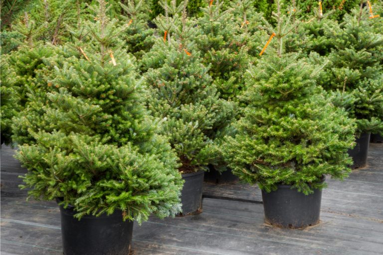 Christmas trees healthy