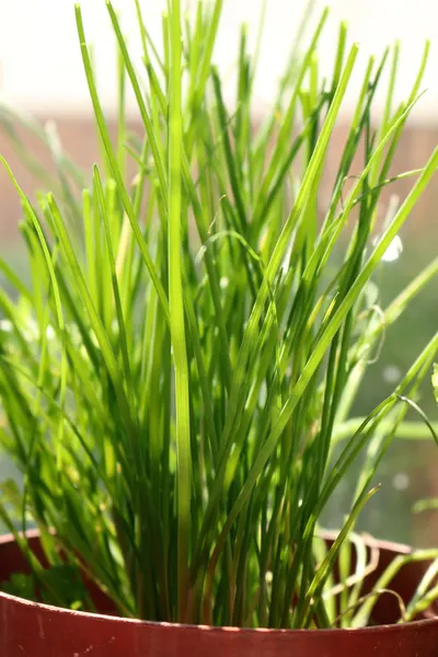 how to grow herbs indoors - chives