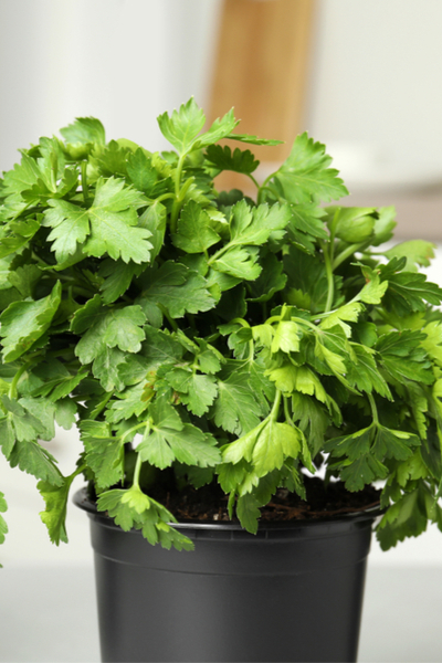 Growing Parsley Indoors - Herbs