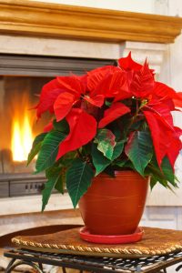 How To Keep Poinsettia Plants Beautiful - Before & After Christmas!