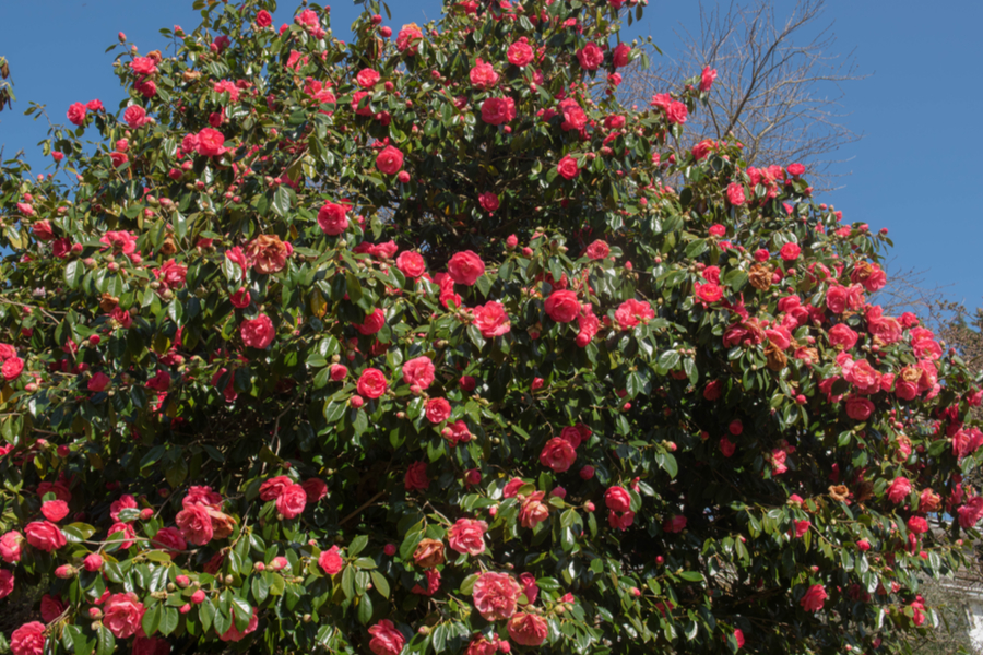 shrub rose