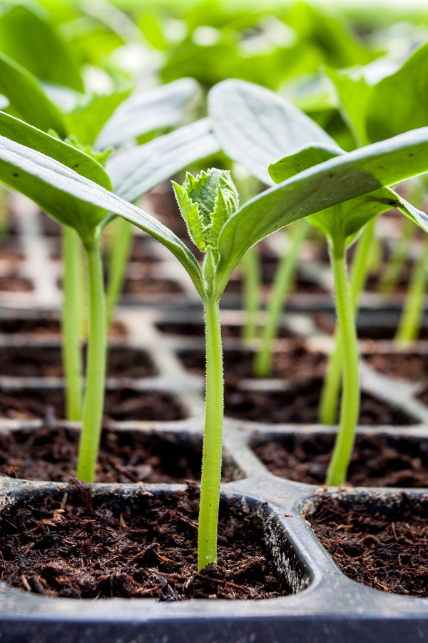 How To Start Seeds Indoors Grow Your Own Vegetable Flower Plants 