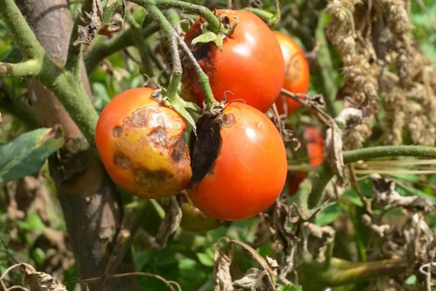 how to prevent tomato blight