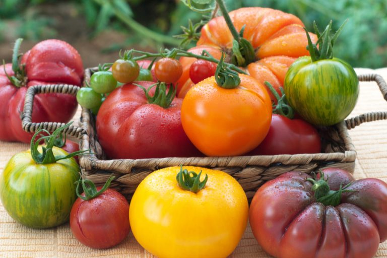 must grow heirloom tomatoes