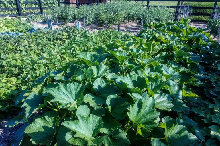 raised row gardening basics