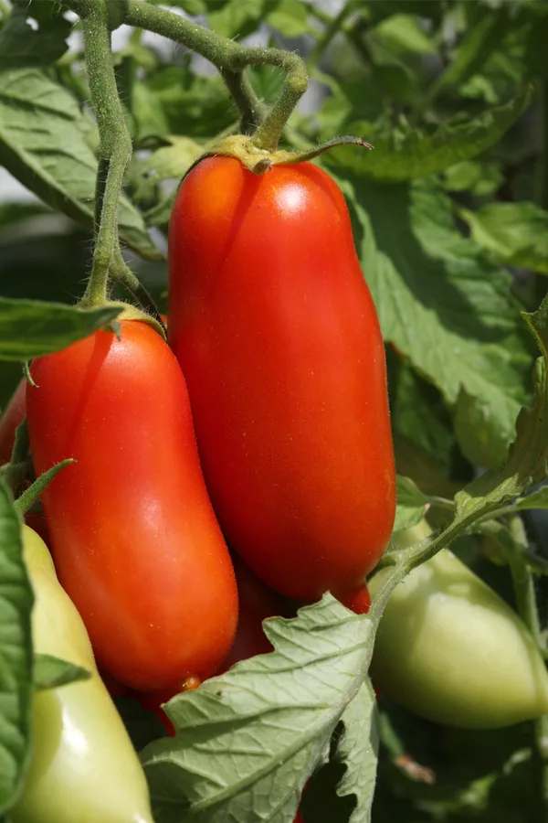 san marzano tomatoes - 2022 vegetable garden plan
