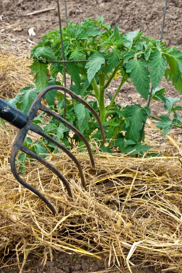 mulching tomatoes to prevent blight