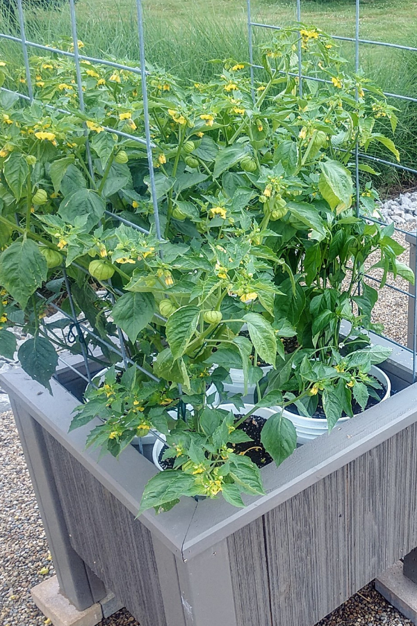 tomatillo plants in bucket planters - 2022 vegetable garden plan