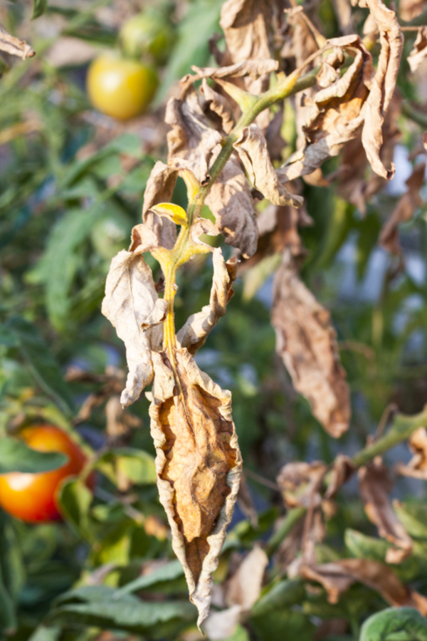 How To Prevent Tomato Blight 3 Simple Tricks To Help Keep Plants Safe 