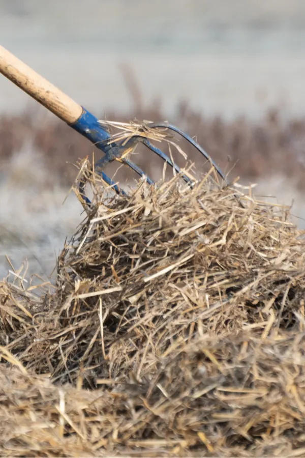 eliminate weeds with mulch