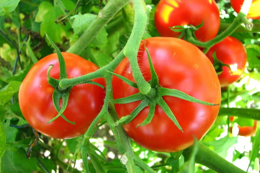 how to grow the best tomatoes ever