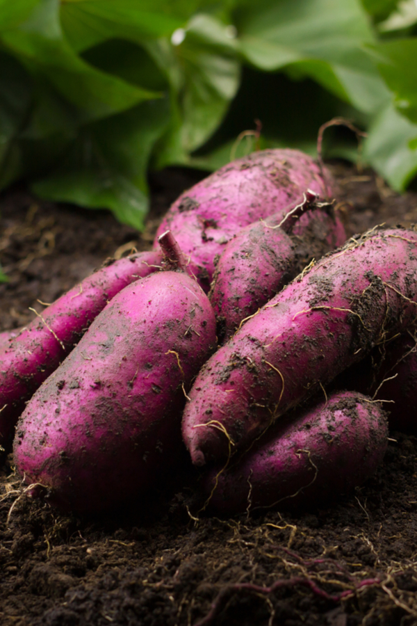 How To Grow Sweet Potato Slips - And Grow Sweet Potatoes With Ease!