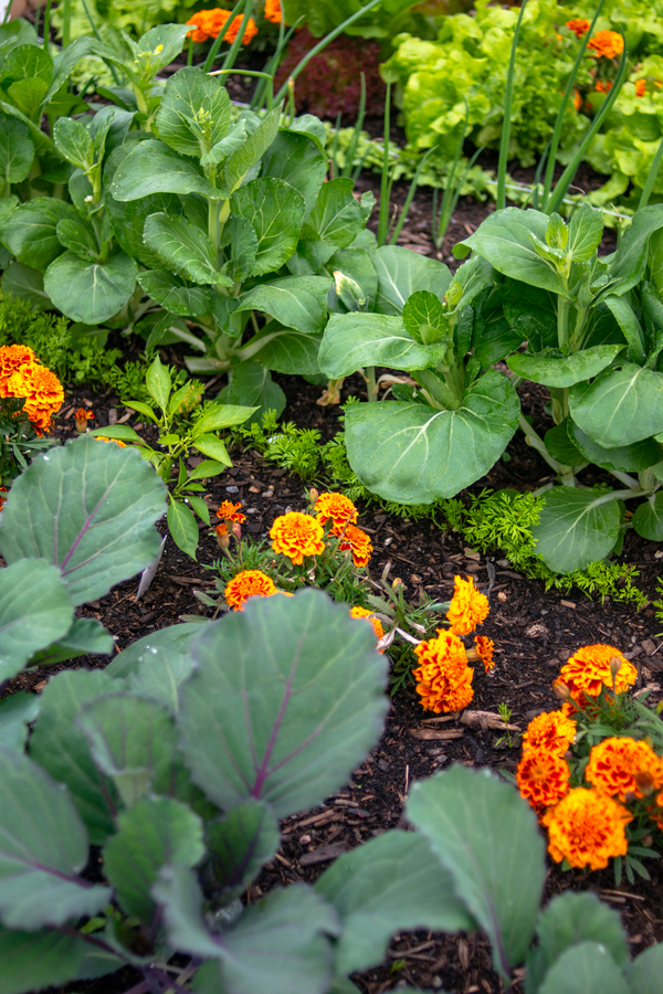 how-to-use-companion-planting-grow-your-best-vegetable-garden-ever