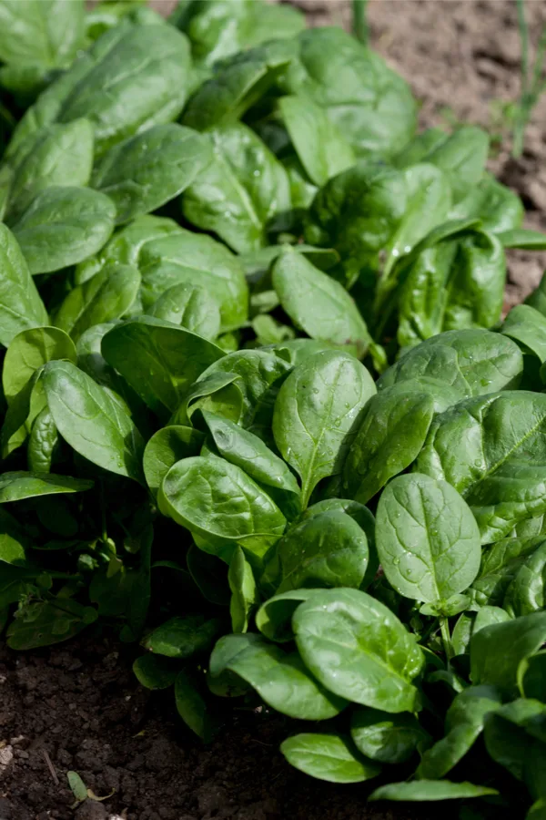 fresh spinach - early spring crops