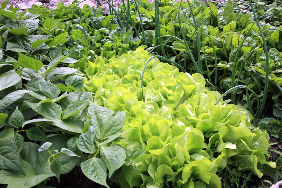 plant early spring crops