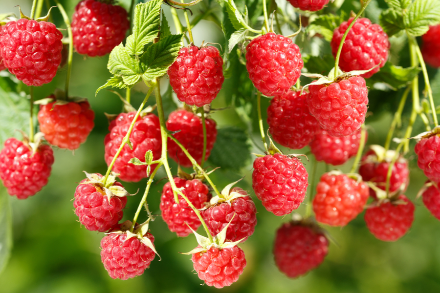 how to grow raspberries