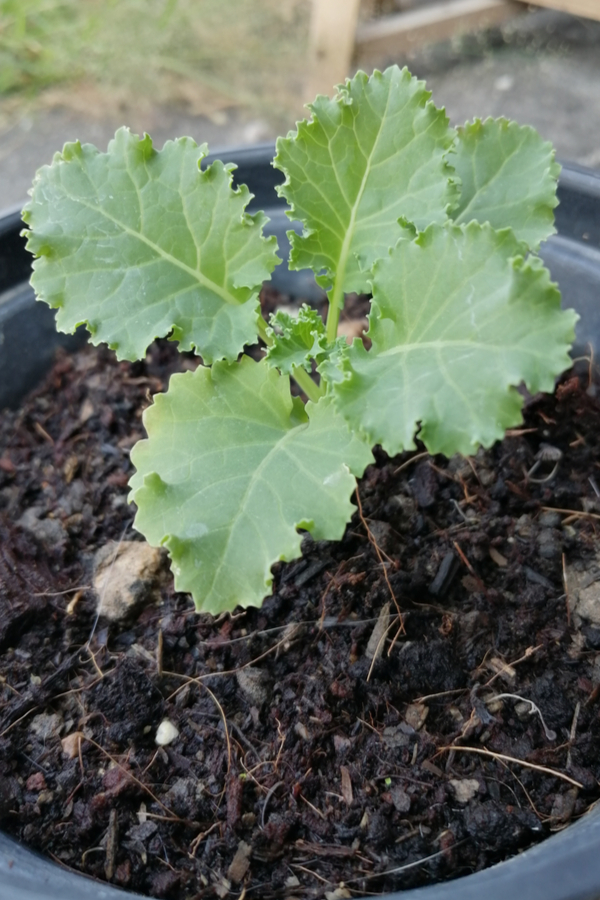 growing kale in a pot