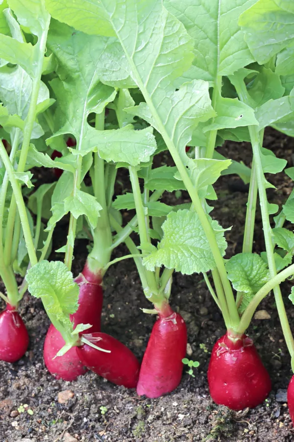 planting early spring crops - radishes