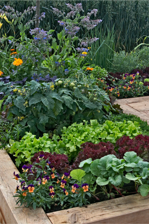 How to Create a Patio Vegetable Garden 